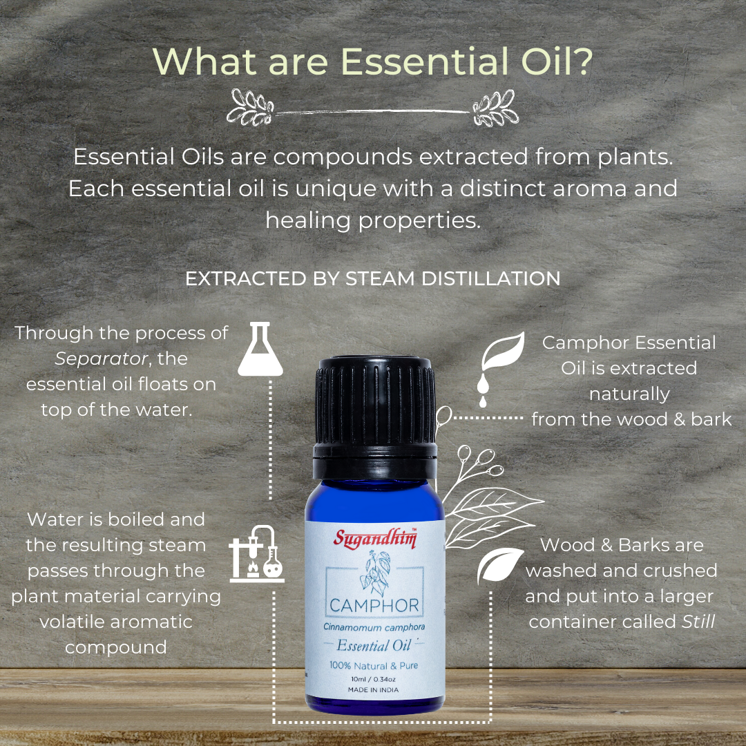 Camphor Essential Oil - 10 ml