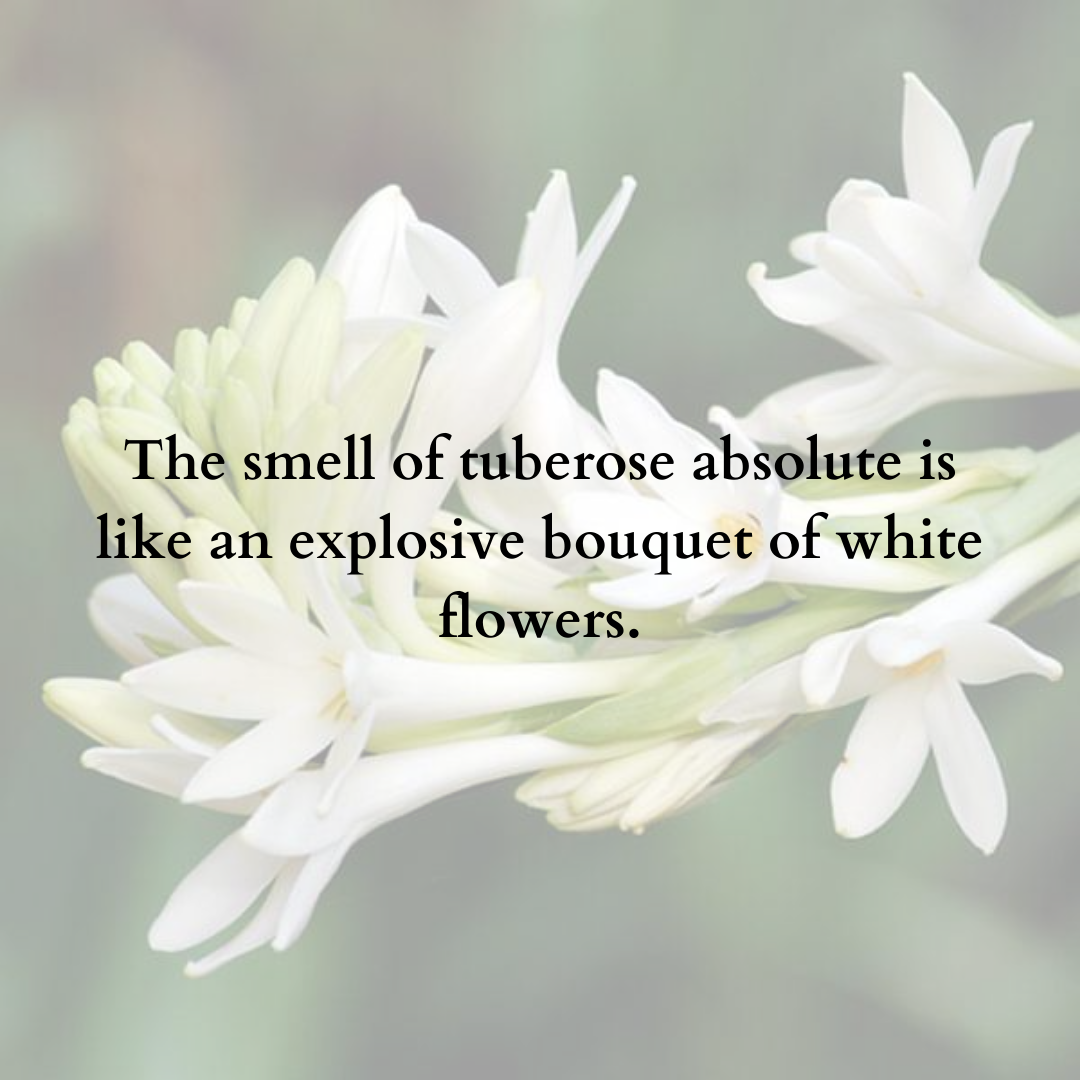 Solid Wax Perfume Tuberose Fragrance - 5gms