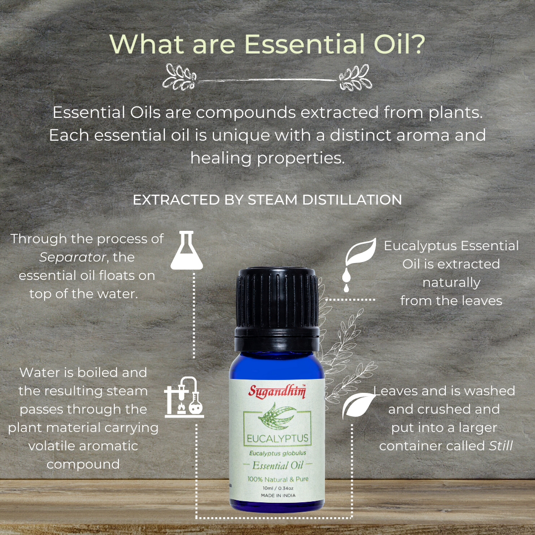 Eucalyptus Essential Oil - 10 ml