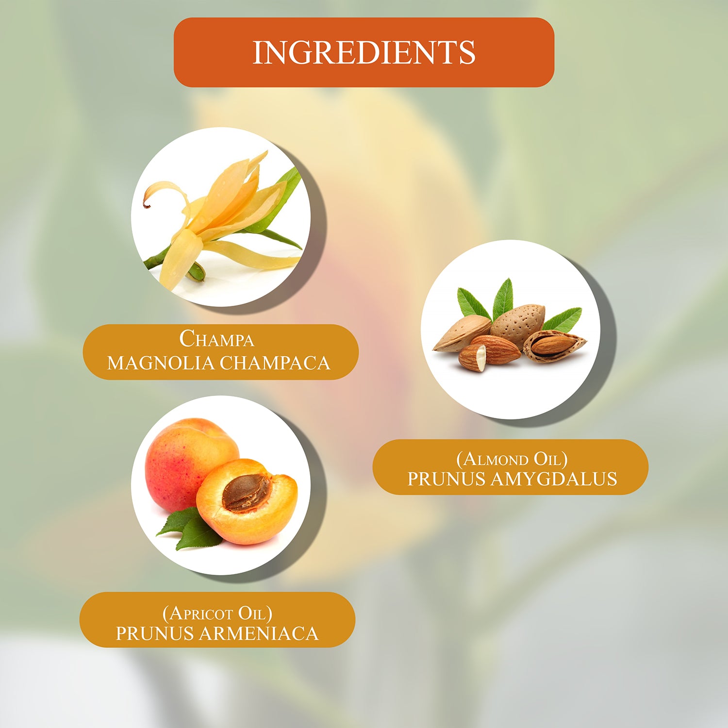Champa in Apricot Massage Oil - 50ml